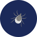 tekenbeet
