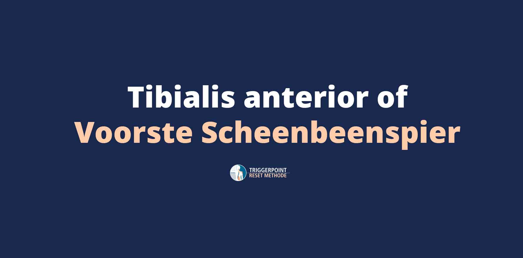 Tibialis Anterior of Voorste Scheenbeenspier