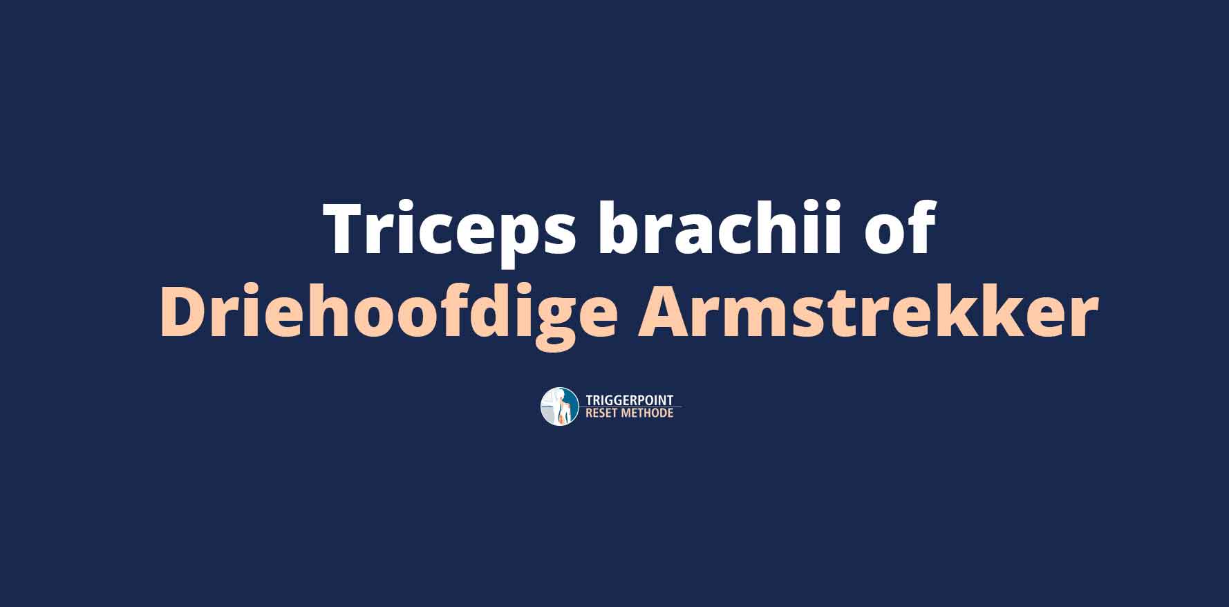 Triceps brachii of Driehoofdige Armstrekker