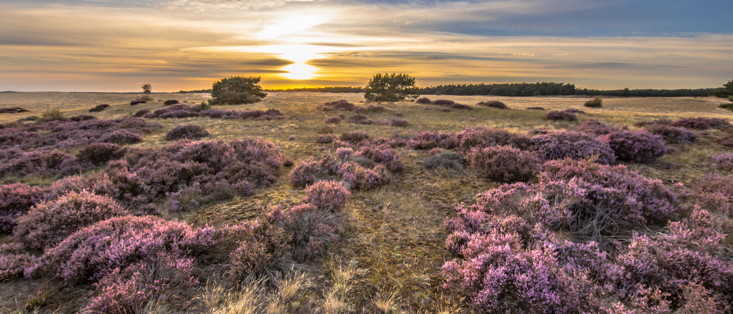 Trouwauto huren Gelderland