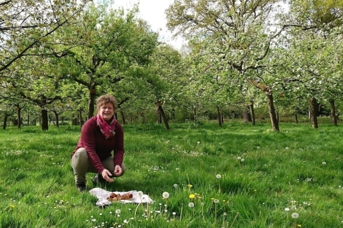 excursie-boomgaard-bloesemdag fruitbomen snoeien