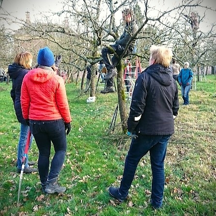 Nijenburg praktijkdag Praktijk fruitbomensnoeien