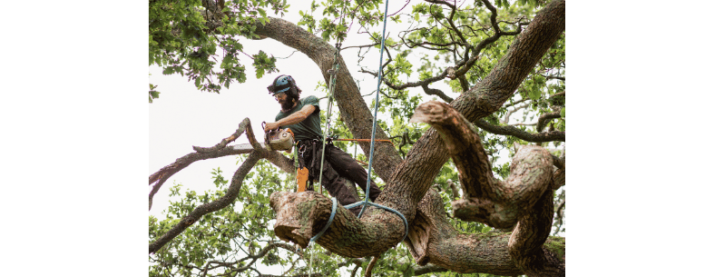 Zagen van grote bomen