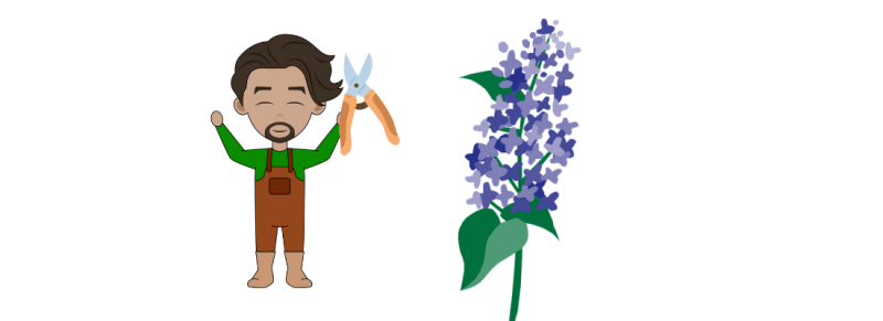 amerikaanse sering snoeien tot kleinbloemige sering amerikaanse sering snoeien tot kleinbloemige sering