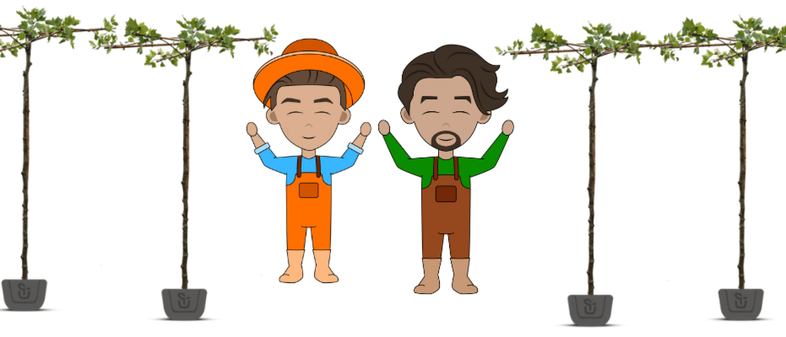 Wanneer dakplataan snoeien en hoe?