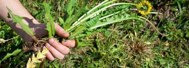 beste onkruidverwijderaar Ongewenste planten