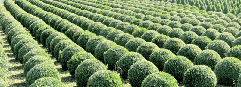 Bloeiende tuin in de zomer kun snoeien van een buxus Bloeiende tuin in de zomer kun snoeien van een buxus