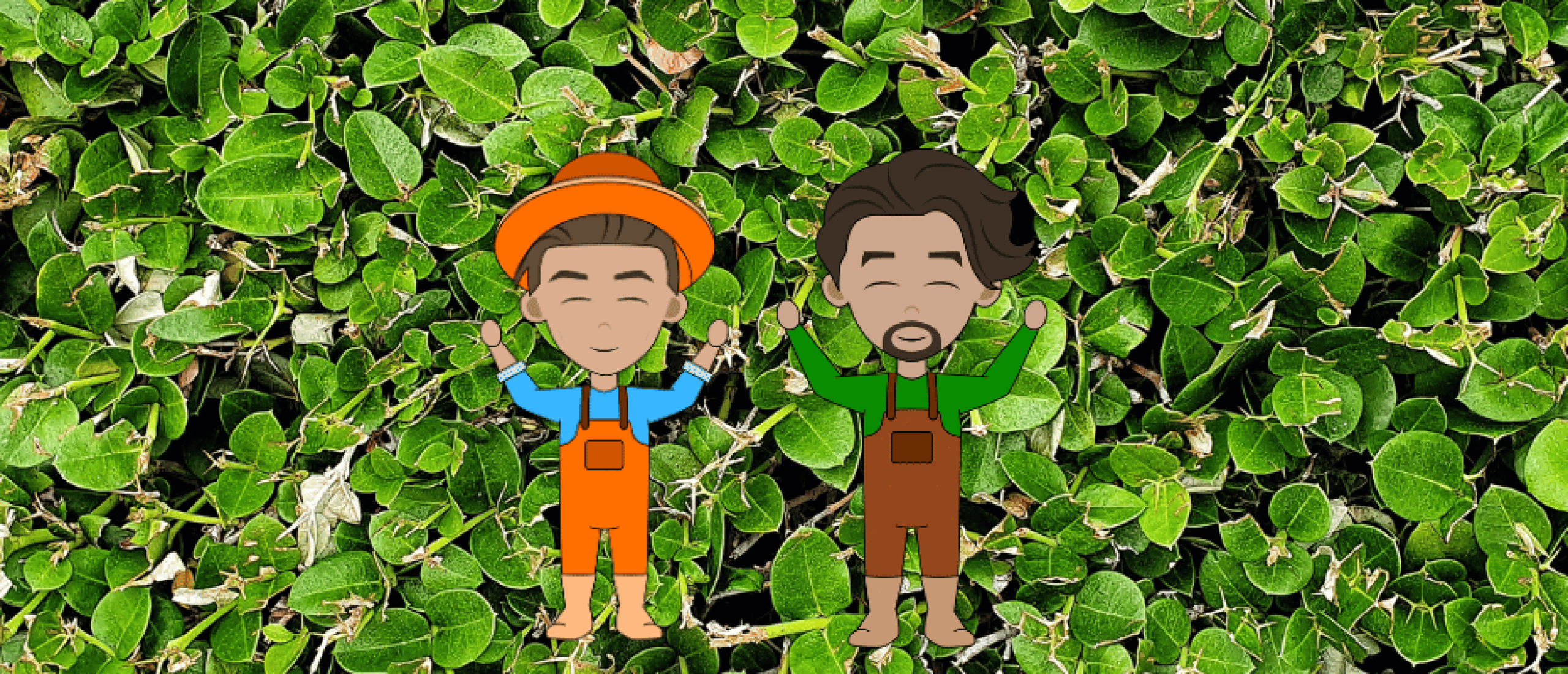 liguster snoeien: wanneer en hoe