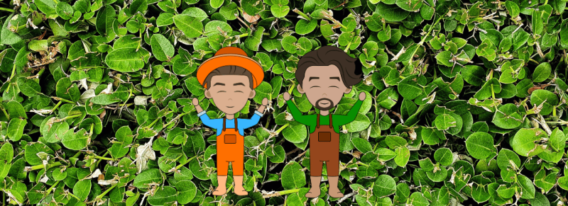 bonte liguster bonte liguster