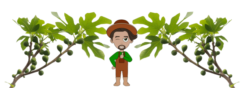 boom sap gaan bloeden op middellandse zeegebied boom sap gaan bloeden op middellandse zeegebied