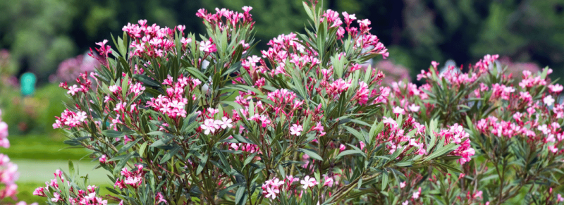 dikke takken kun voor helft terug dikke takken kun voor helft terug