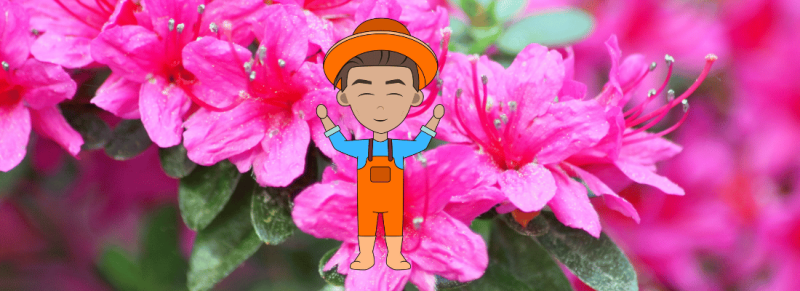 ene helft flink terug en ene jaar rhododendron terug tot boven de grond ene helft flink terug en ene jaar rhododendron terug tot boven de grond