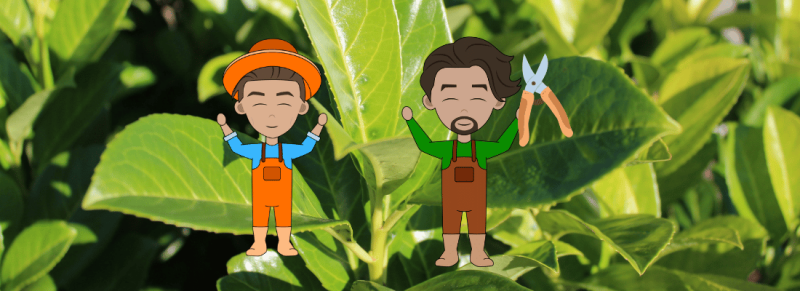 grote glanzende blad vormt grote glanzende blad vormt