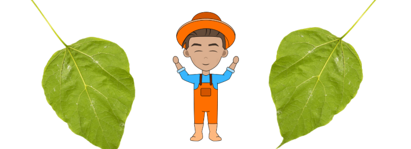 grote tuinen met catalpa trompetboom elk jaar gesnoeid grote tuinen met catalpa trompetboom elk jaar gesnoeid