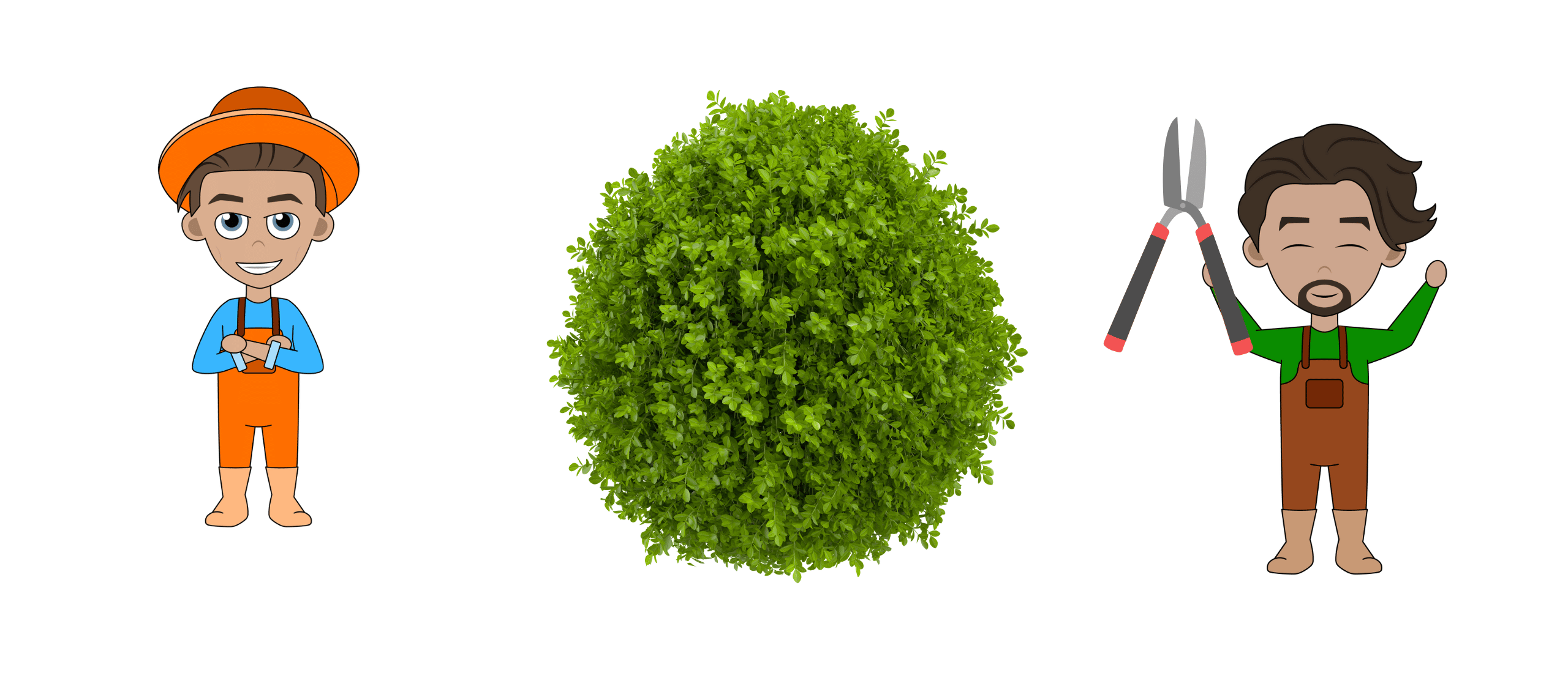 Wanneer en hoe buxus snoeien?