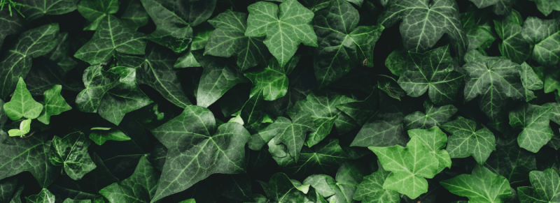 hedera heg snoeien hedera heg snoeien