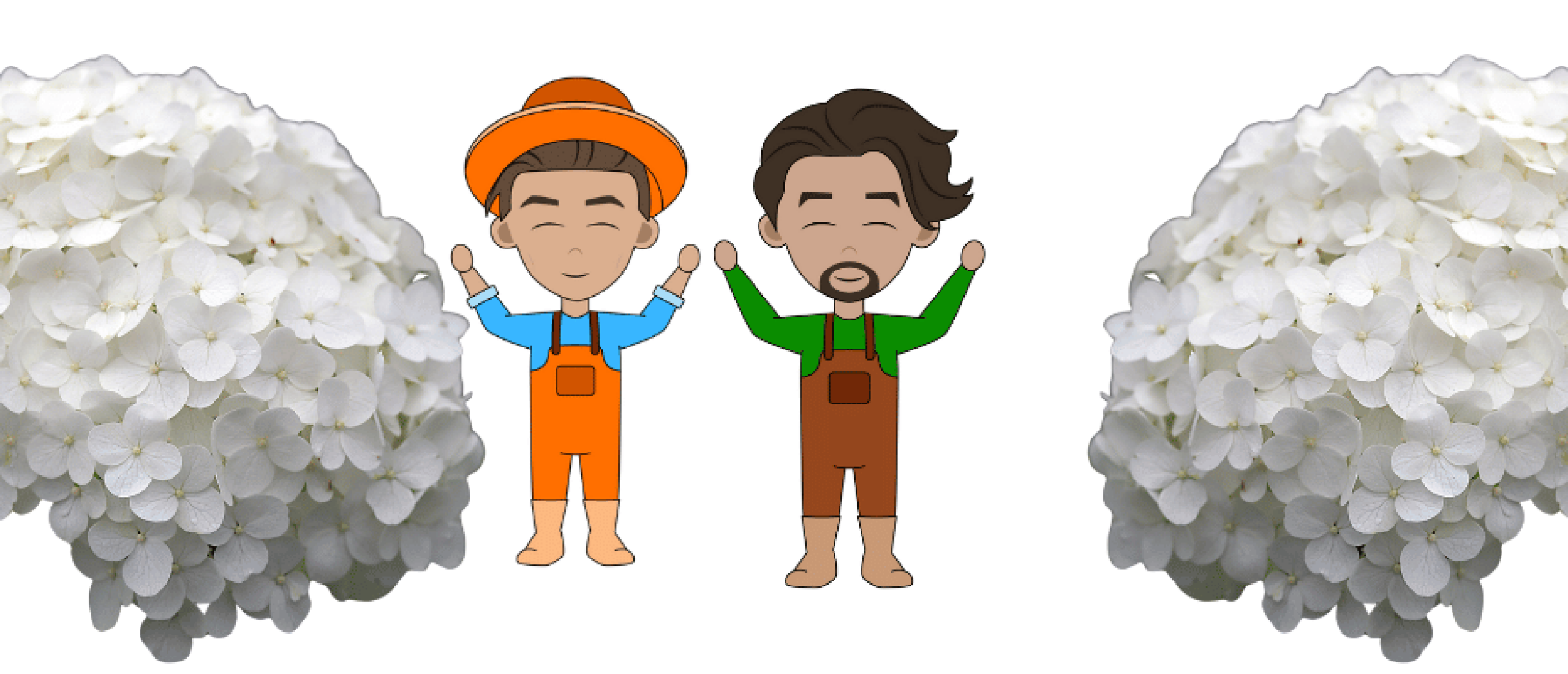 Wanneer Annabelle snoeien en hoe?