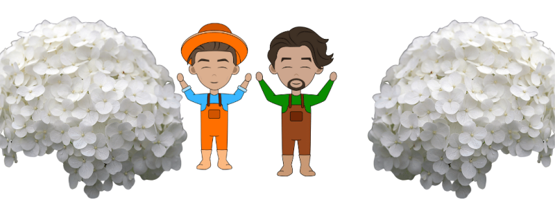 hydrangea macrophylla met bolvormige bloemen in maart april hydrangea macrophylla met bolvormige bloemen in maart april