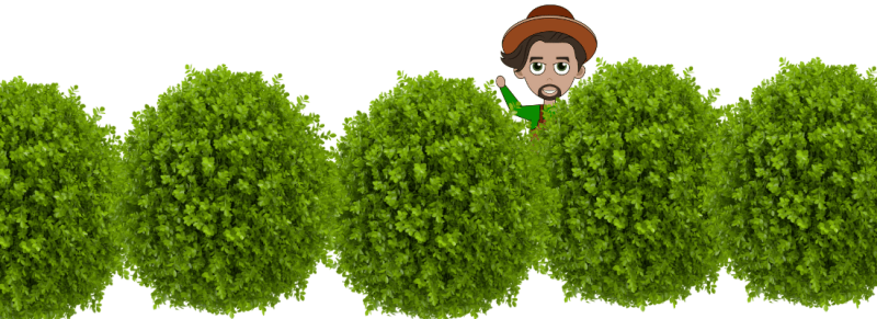 japanse hulst in eind september of eind juni japanse hulst in eind september of eind juni