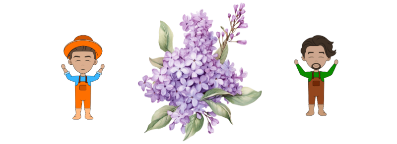 Jonge sering snoeien voor onderkant kaal en kale twijgen Jonge sering snoeien voor onderkant kaal en kale twijgen