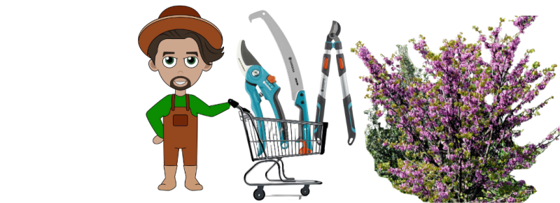 Maand sering snoeien of sering jaarlijks snoeien Maand sering snoeien of sering jaarlijks snoeien