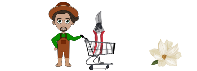 magnolia snoeit verstandig in struikvorm in halfschaduw magnolia snoeit verstandig in struikvorm in halfschaduw