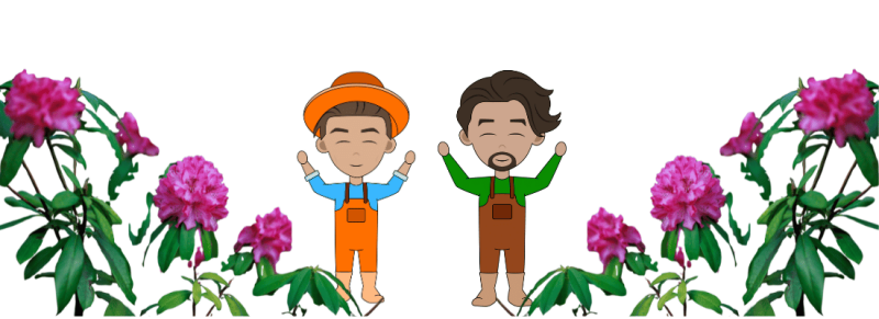 meerdere oude takken bloeien meerdere oude takken bloeien