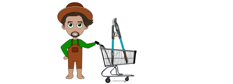 mooie esdoorn snoeit in volle zon met bijzondere tinten glad langs mooie esdoorn snoeit in volle zon met bijzondere tinten glad langs