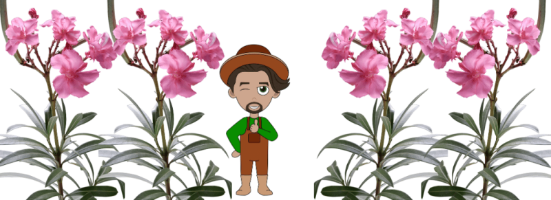 oleander verzorgen kale plekken oleander verzorgen kale plekken