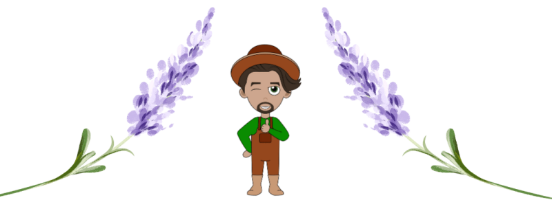 oude takken van een oude sering snoeien oude takken van een oude sering snoeien