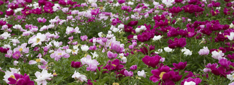 pioenen stuik kan paar jaar duren zonder zekerheid contact pioenen stuik kan paar jaar duren zonder zekerheid contact