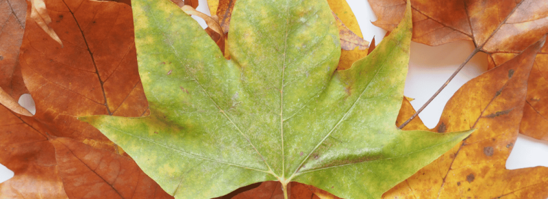 plataan snoeien gevaarlijk door jeukende ogen en allergische reactie wanneer de boom haartjes vriest plataan snoeien gevaarlijk door jeukende ogen en allergische reactie wanneer de boom haartjes vriest