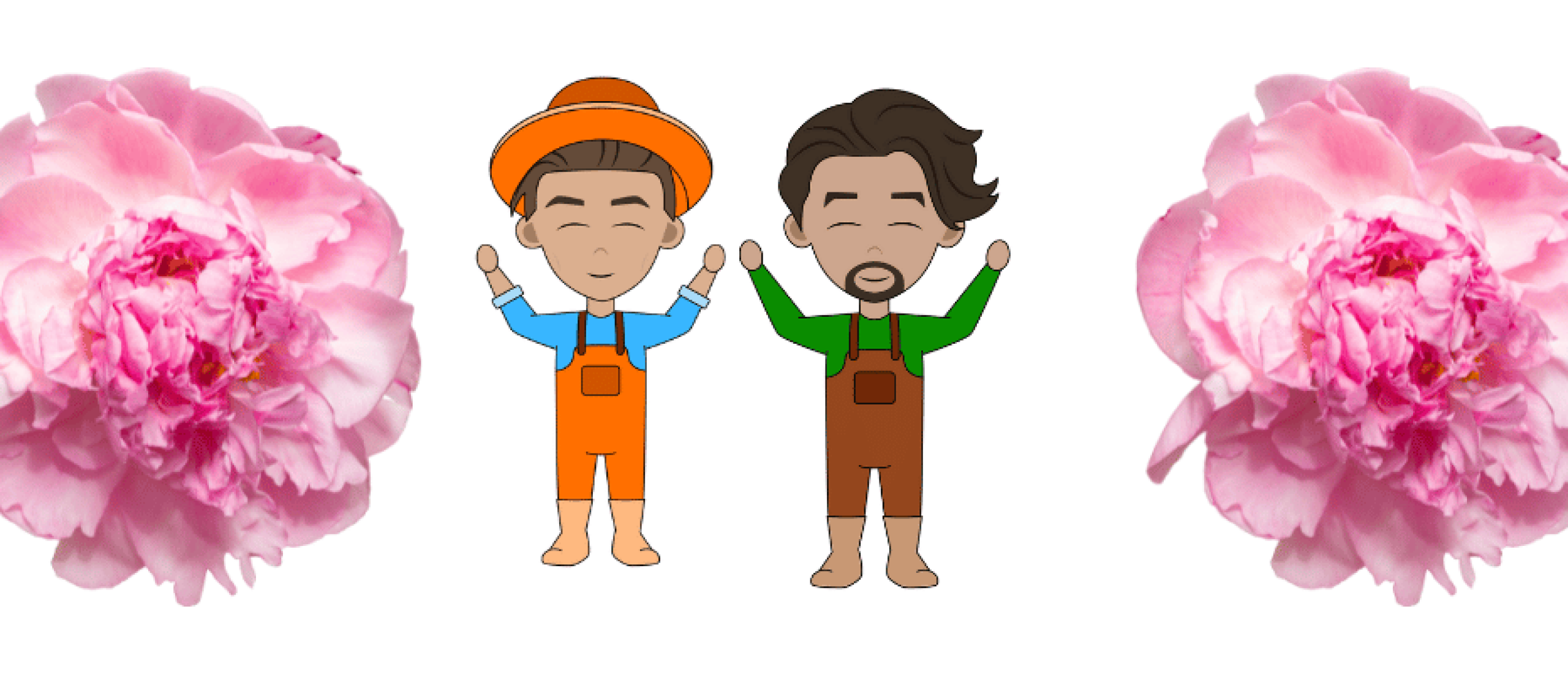 Wanneer pioenroos snoeien en hoe?