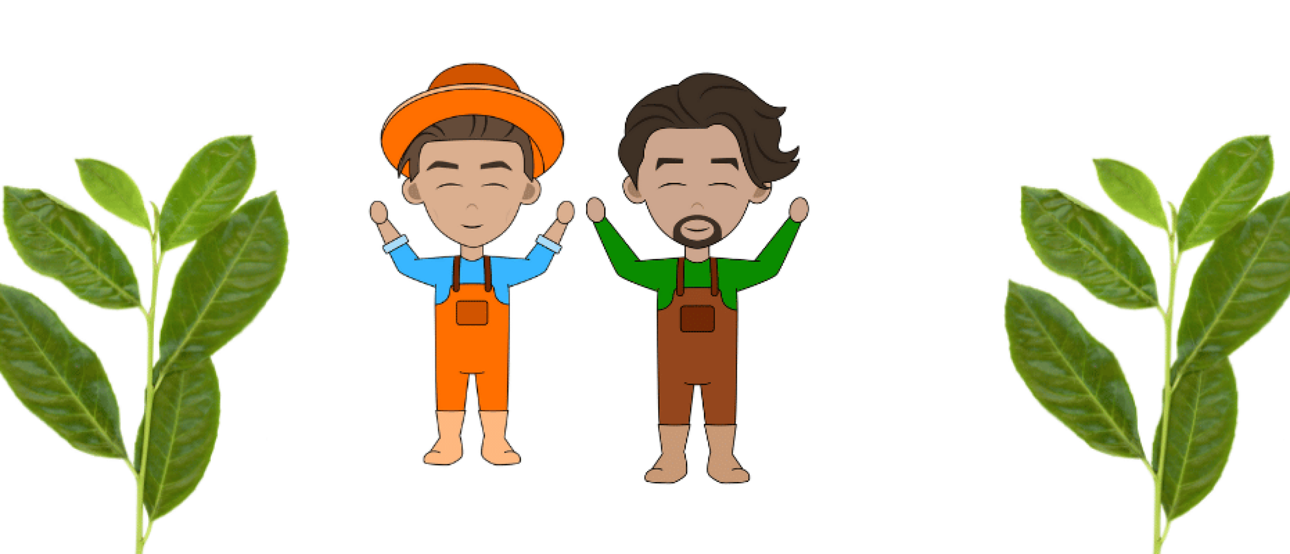 Laurier snoeien: wanneer en hoe?