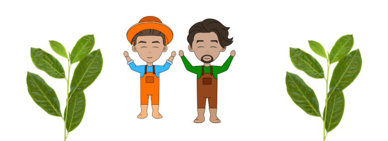 purtugese laurier snoeien wanneer en hoe purtugese laurier snoeien wanneer en hoe