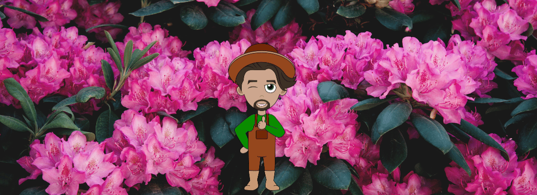 rhododendron bloeit en plant giftig zonder rhododendron bloeit en plant giftig zonder