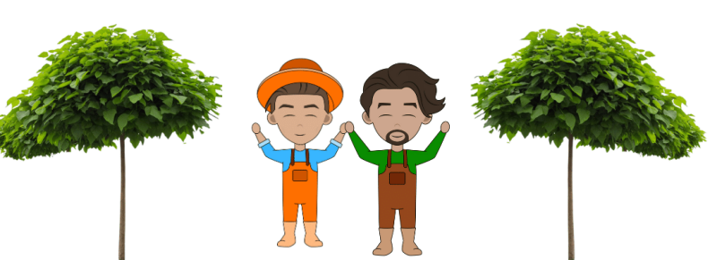 roomwitte bloemen aan compacte boom roomwitte bloemen aan compacte boom