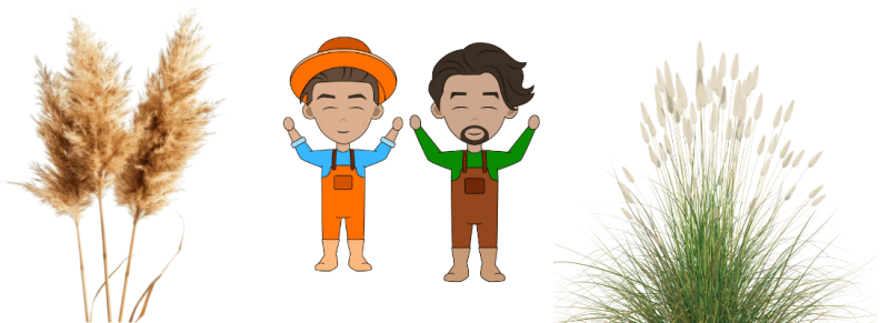 siergras groeit enorm snel door hoge grassen beschermd met overmatig snoeien siergras groeit enorm snel door hoge grassen beschermd met overmatig snoeien