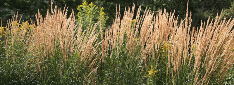 siergrassen profiteren van lelijke bladeren die per maand siergras snoeien siergrassen profiteren van lelijke bladeren die per maand siergras snoeien