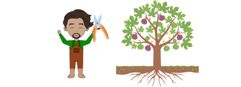 sierlijke boom in begin maart voor de zomersnoei sierlijke boom in begin maart voor de zomersnoei