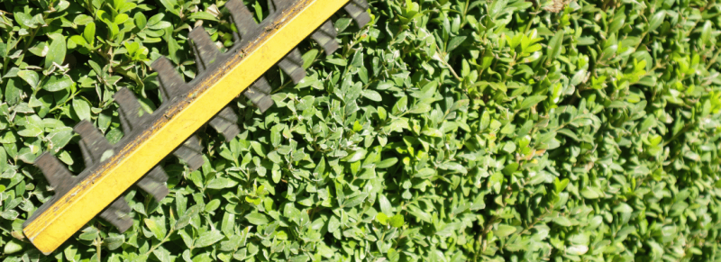 Smaller snoeien met fijne schaar en schoon gereedschap Smaller snoeien met fijne schaar en schoon gereedschap