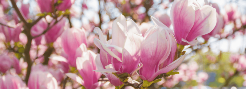 snoeitips gelden in principe alleen voor dood hout ook wel waterloten genoemd snoeitips gelden in principe alleen voor dood hout ook wel waterloten genoemd
