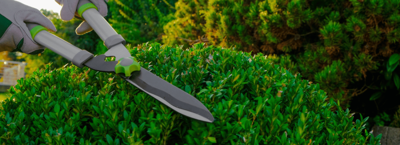 Speciale buxusschaar voor hogere hagen Speciale buxusschaar voor hogere hagen