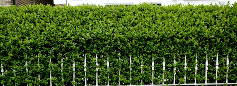 stam snoeien stam snoeien