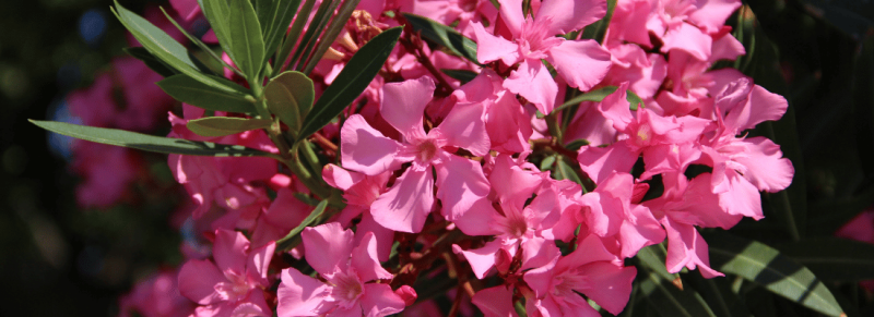 stam vereist snoeien oleander in pot stam vereist snoeien oleander in pot