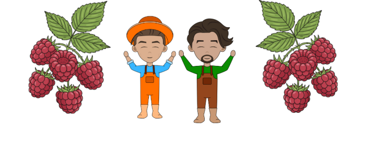 sterk groeiende scheuten staan op twee soorten frambozen volgende zomer sterk groeiende scheuten staan op twee soorten frambozen volgende zomer