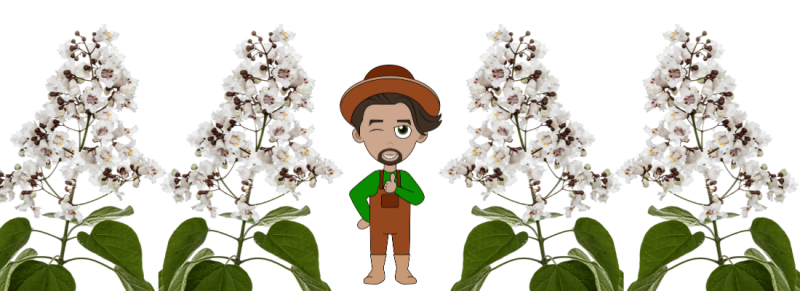 tak snoeit best met juiste gereedschap tak snoeit best met juiste gereedschap