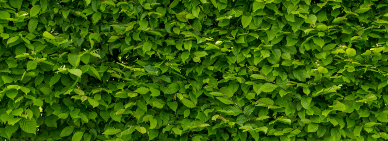 twee keer snoeien kan plant beschadigen van beuk boom twee keer snoeien kan plant beschadigen van beuk boom
