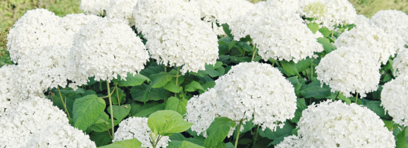 vaste planten als hydrangea paniculata in noord Amerika vaste planten als hydrangea paniculata in noord Amerika