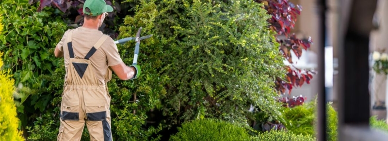 Veelgemaakte fouten bij snoeien van bomen